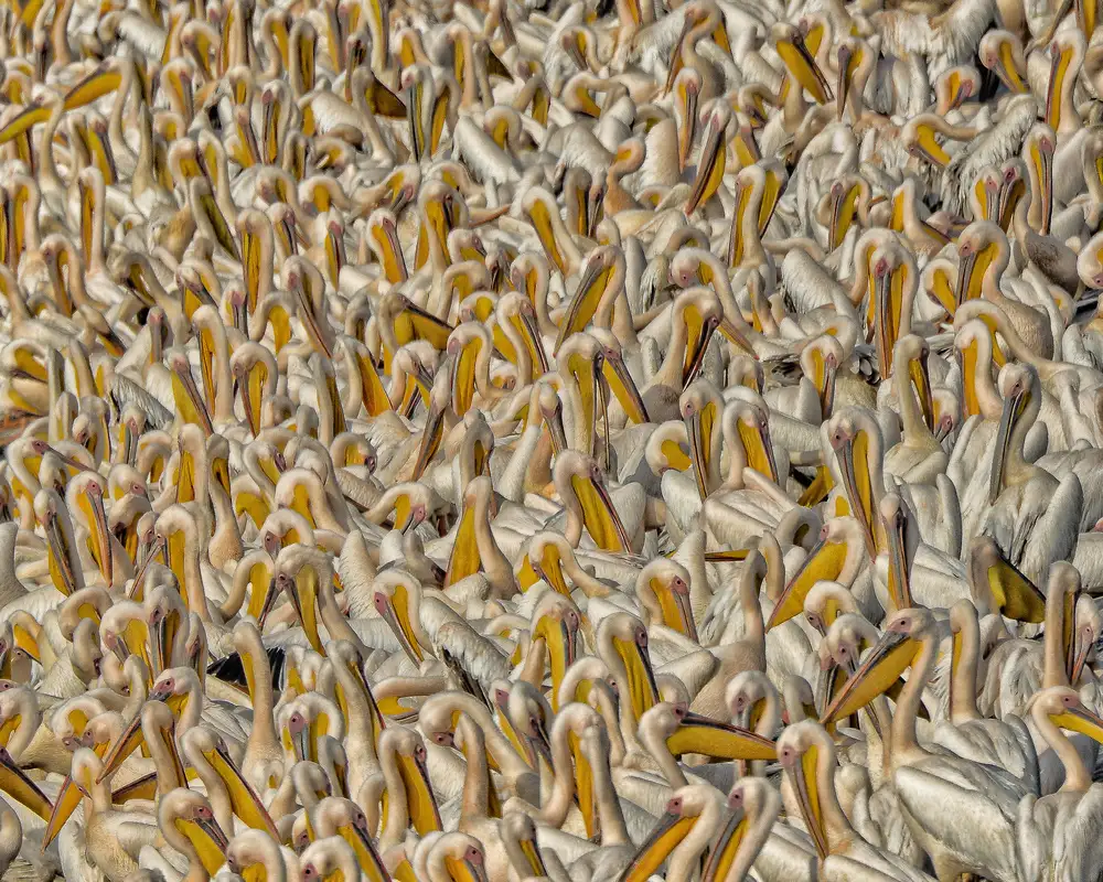 Or, Keren: Crowded