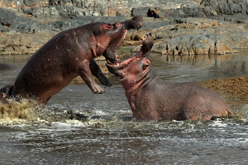 Merino, Nicolás: Hippos fight