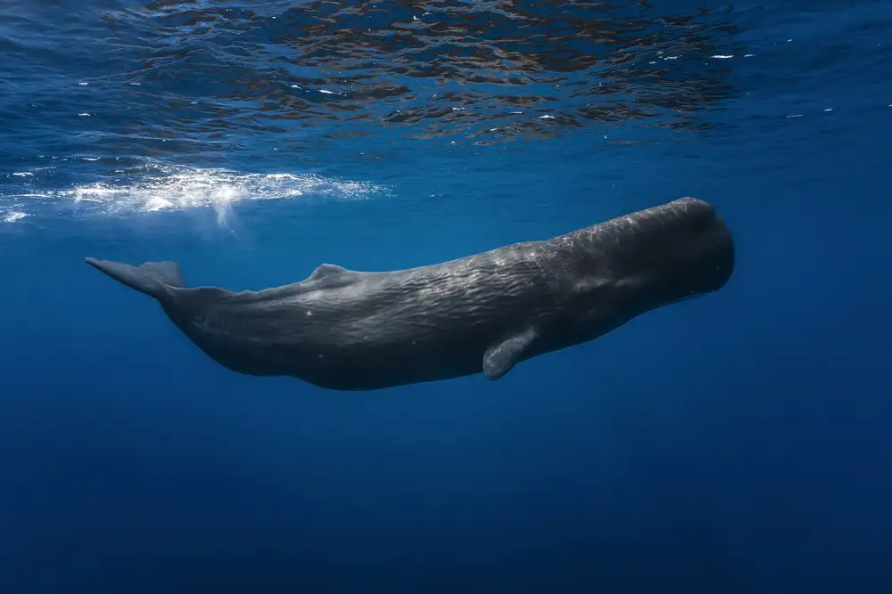 Gabriel, Barathieu: Sperm whale