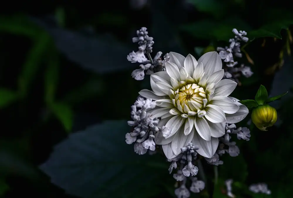 Olsson, Ronny: Dahlia flower