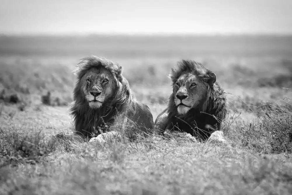 Merino, Nicolás: Two kings