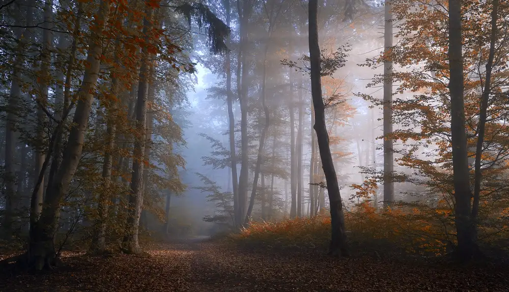 Maier, Norbert: autumn colors