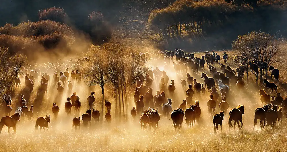 Zhu, Hua: Horses