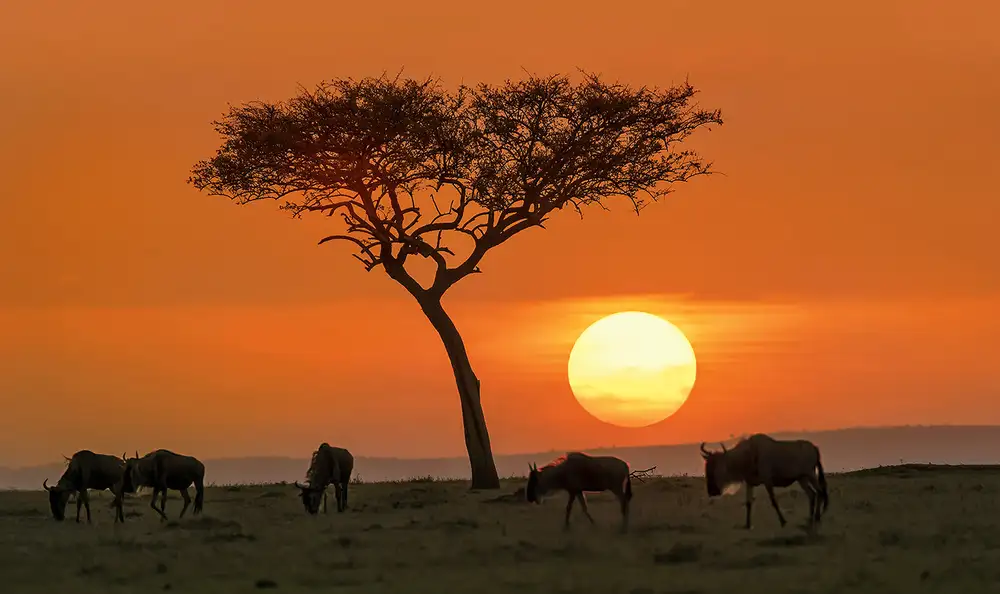 Zhu, Hua: Safari sunset