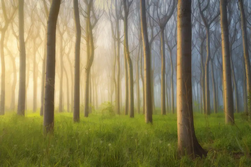 Zhu, Jingshu: Misty Morning