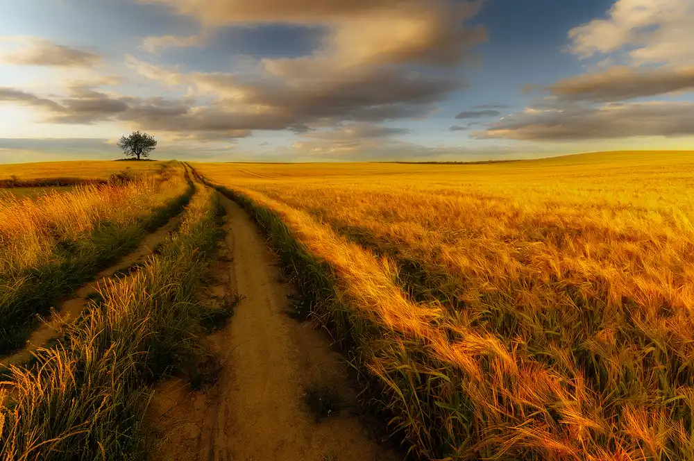 Krol, Bax Piotr: yellow