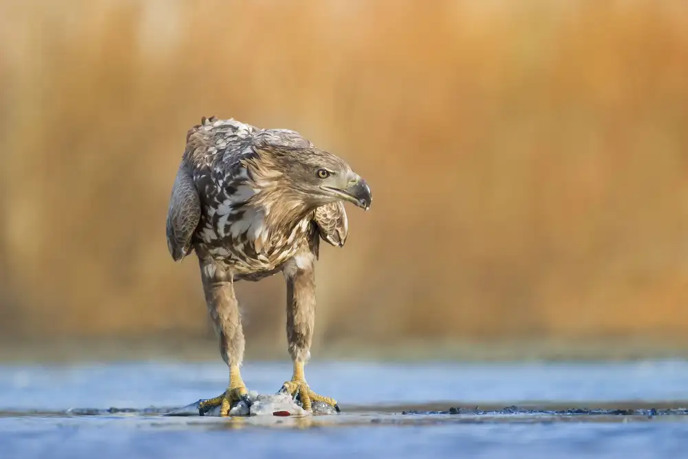 Chang, Phillip: The Eagle
