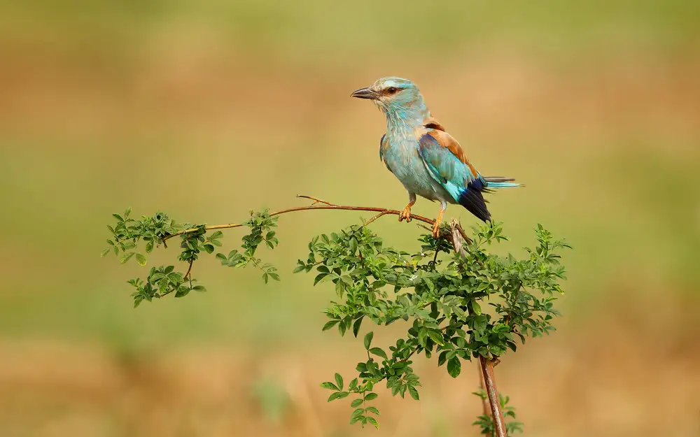 Gavra, Assaf: European Roller