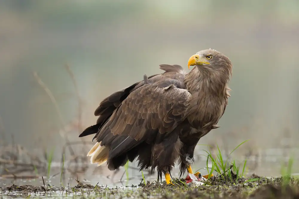 Zygmunt, Milan: White Tailed Eagle