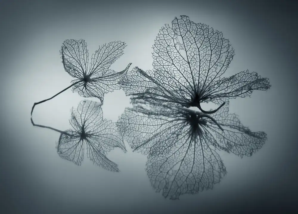Kowatari, Shihya: Ephemeral Beauty