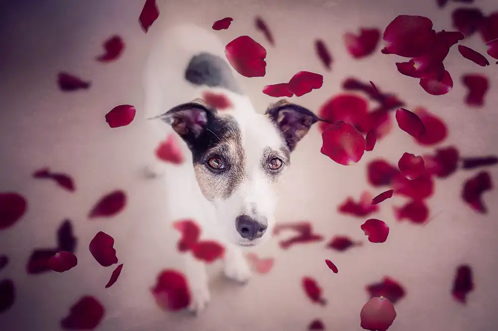 Willers, Heike: It should rain red roses for me....