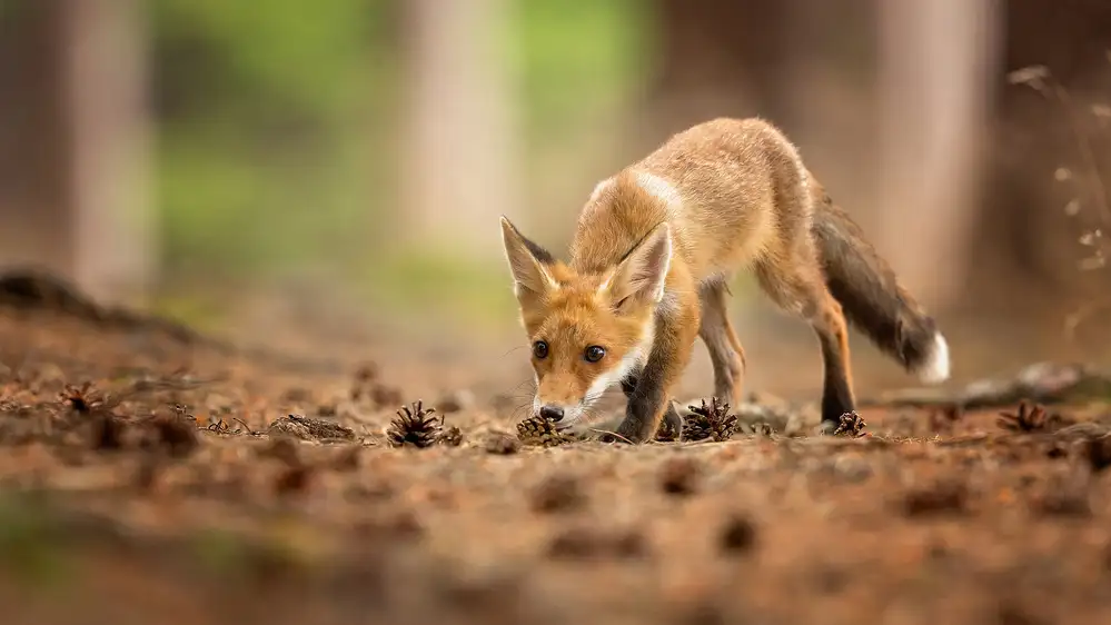 Zygmunt, Milan: Roter Fuchs