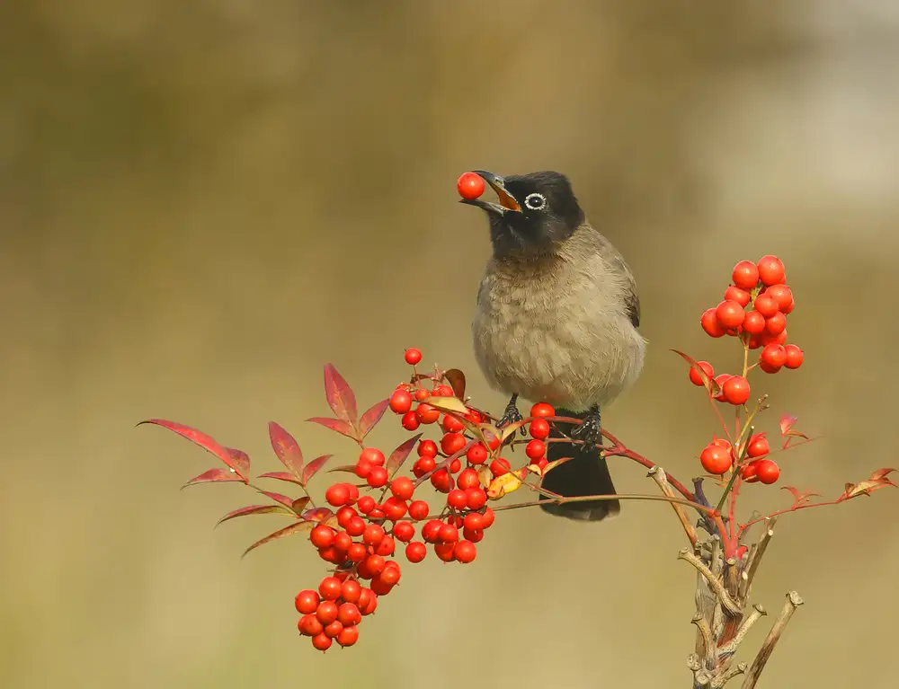 Waldmann, Shlomo: Bulbul con Nandina