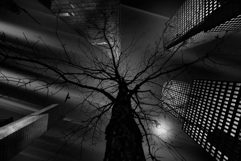 Carvalho, Jackson: The Nature in the City