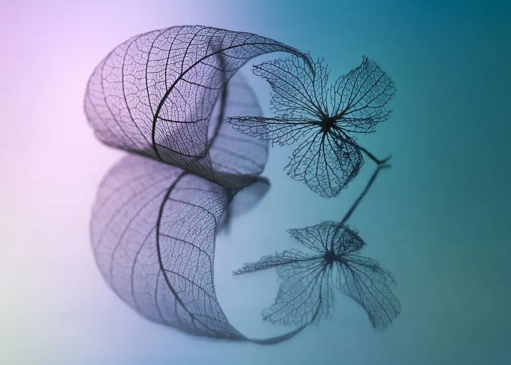 Kowatari, Shihya: Story of leaf and flower
