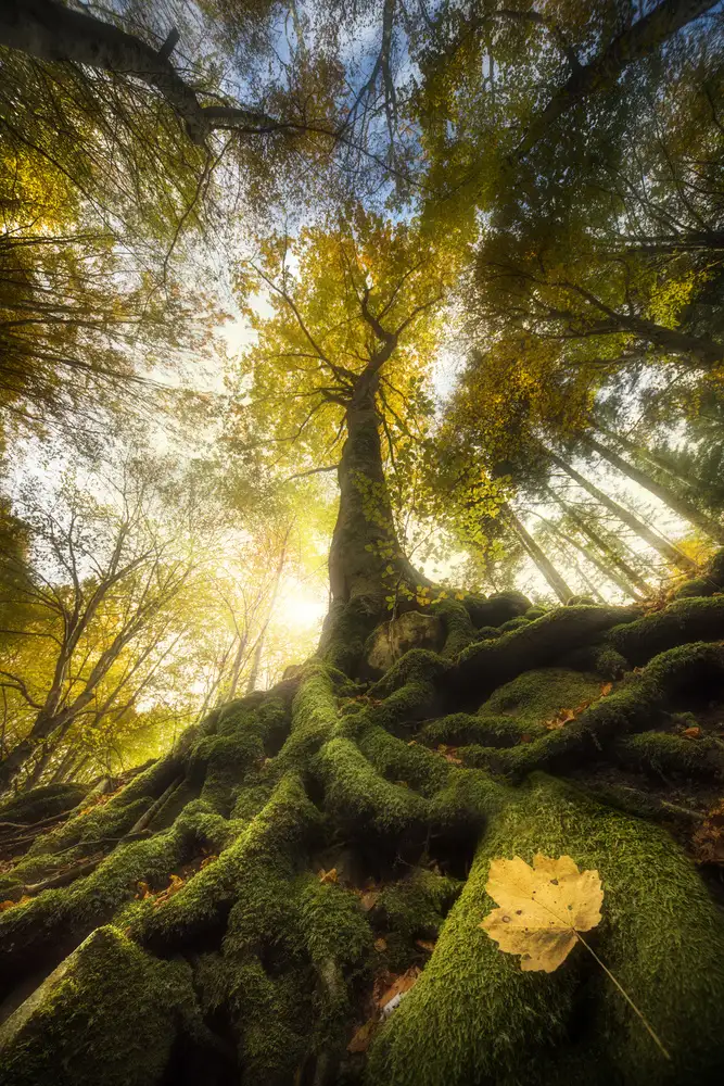 Panizza, Ghizzi Alberto: The goodbye of a leaf