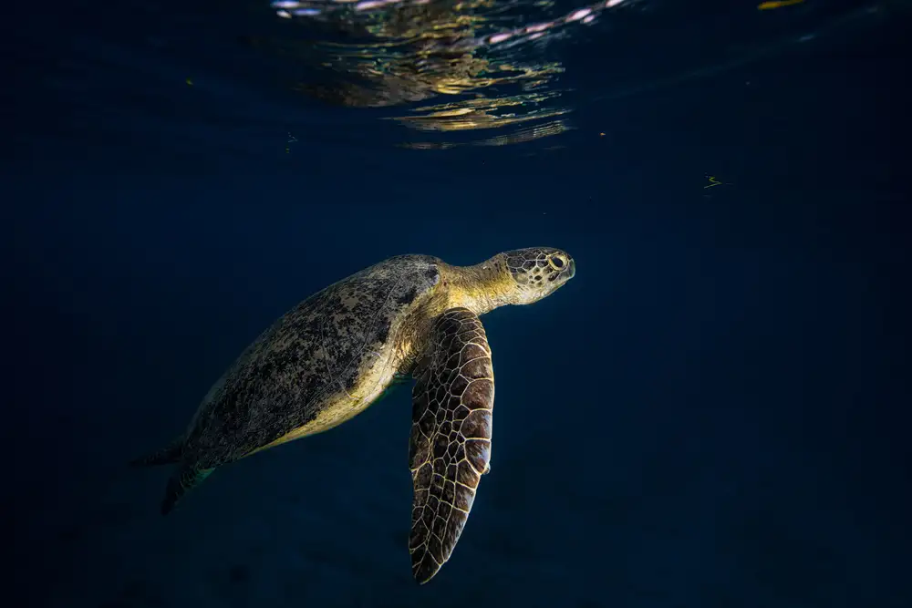 Gabriel, Barathieu: Green turtle