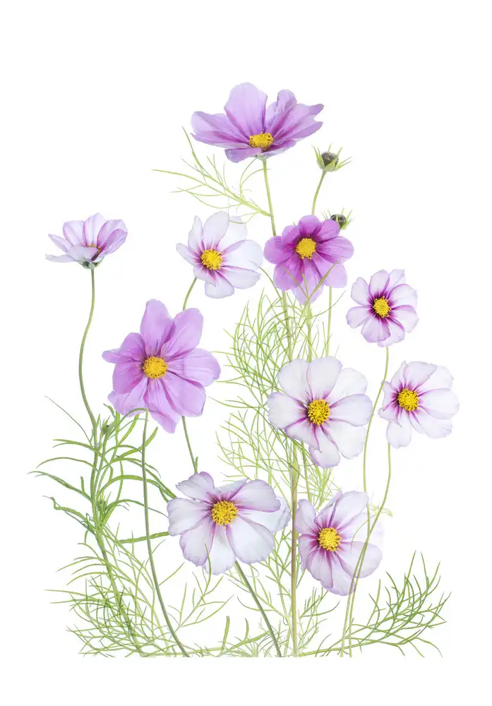 Disher, Mandy: Cosmos Comfort