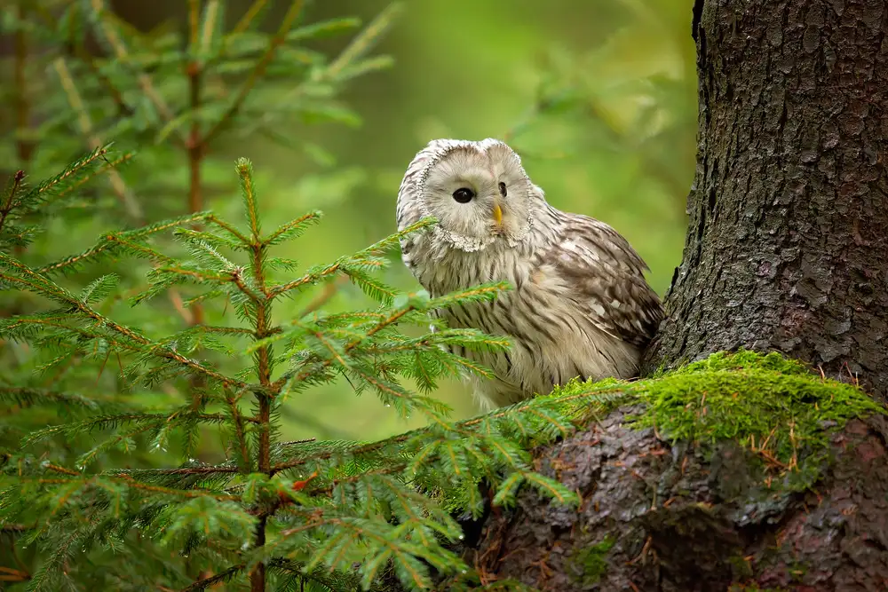 Zygmunt, Milan: Ural Owl