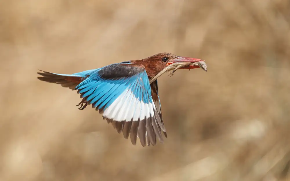 Gavra, Assaf: White-throated kingfisher catch