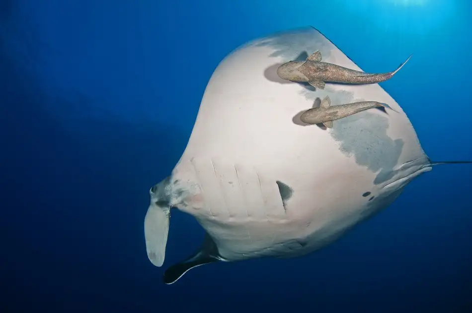 Tov, Ben Ilan: Manta Ray and Remoras