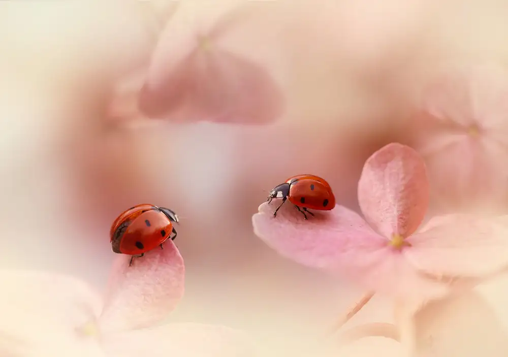 Deelen, van Ellen: Coccinelle sull'ortensia rosa.