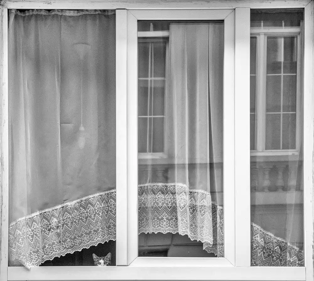 Stoop, Susanne: Kitten window