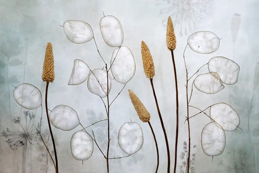 Disher, Mandy: Lunaria