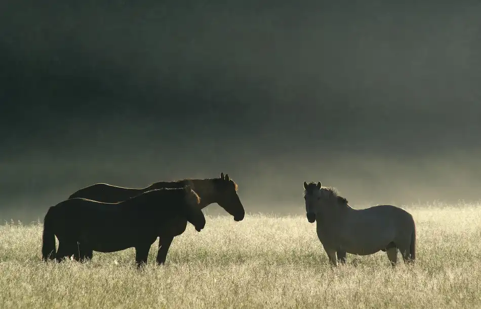 Wallberg, Allan: Misty morning.
