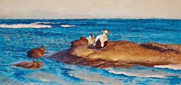 Liljefors, Bruno: Common Eiders on a rock