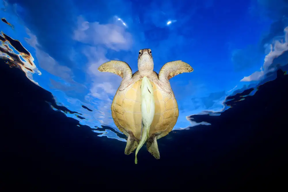 Gabriel, Barathieu: Green Turtle!