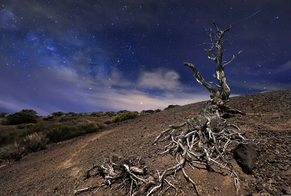 dem, Auf Andrea: Tree in the night
