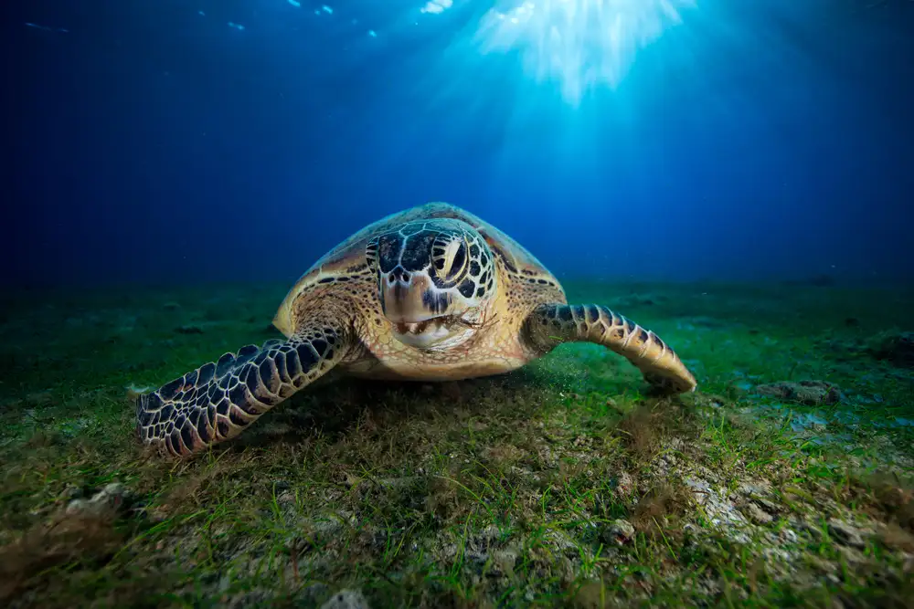 Gabriel, Barathieu: Tortue verte
