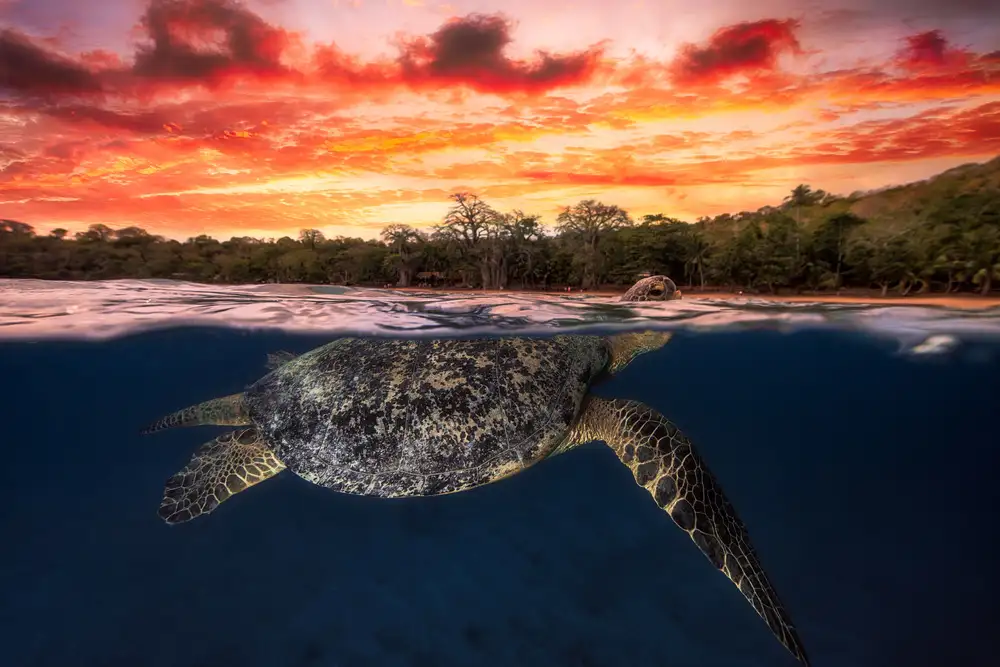Gabriel, Barathieu: Green turtle and fire sky!