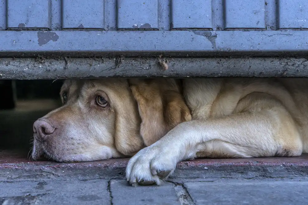 Stoop, Susanne: Street watcher