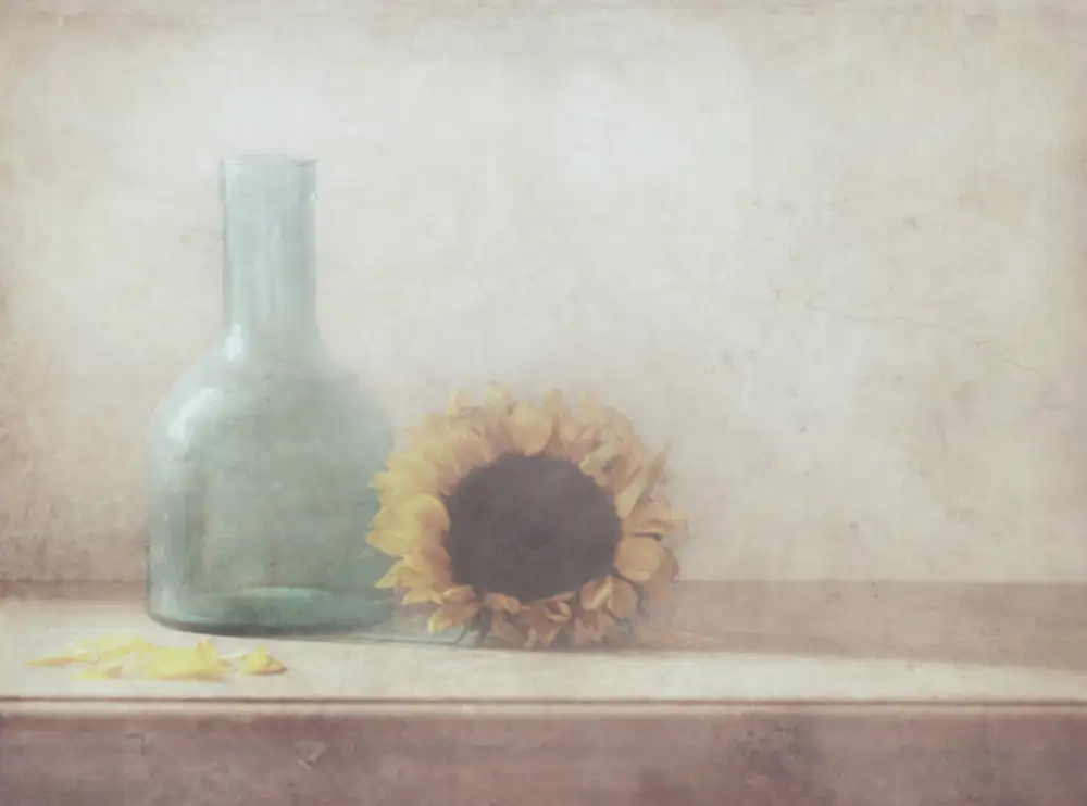 Devos, Delphine: Sonnenblume