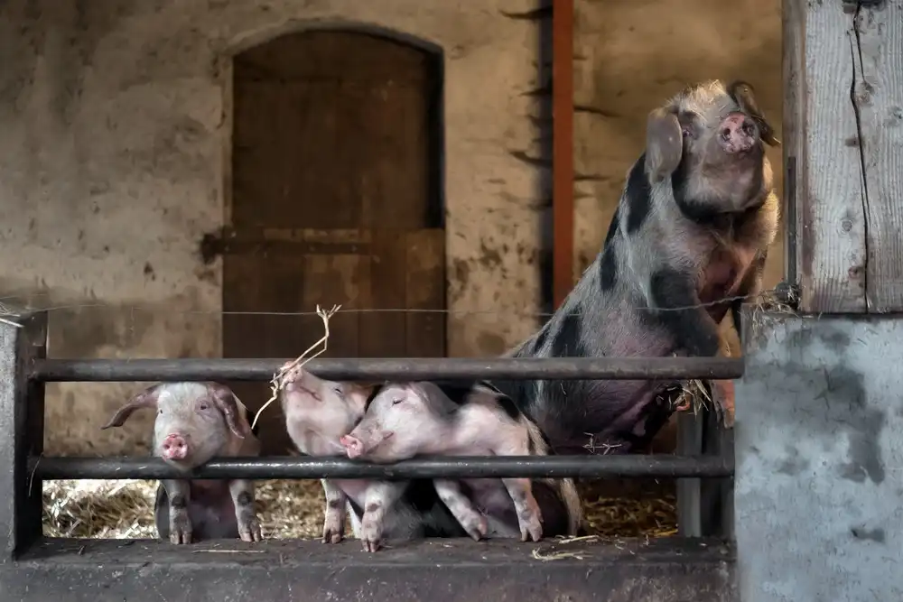 Bosch, den Gert: The happy family