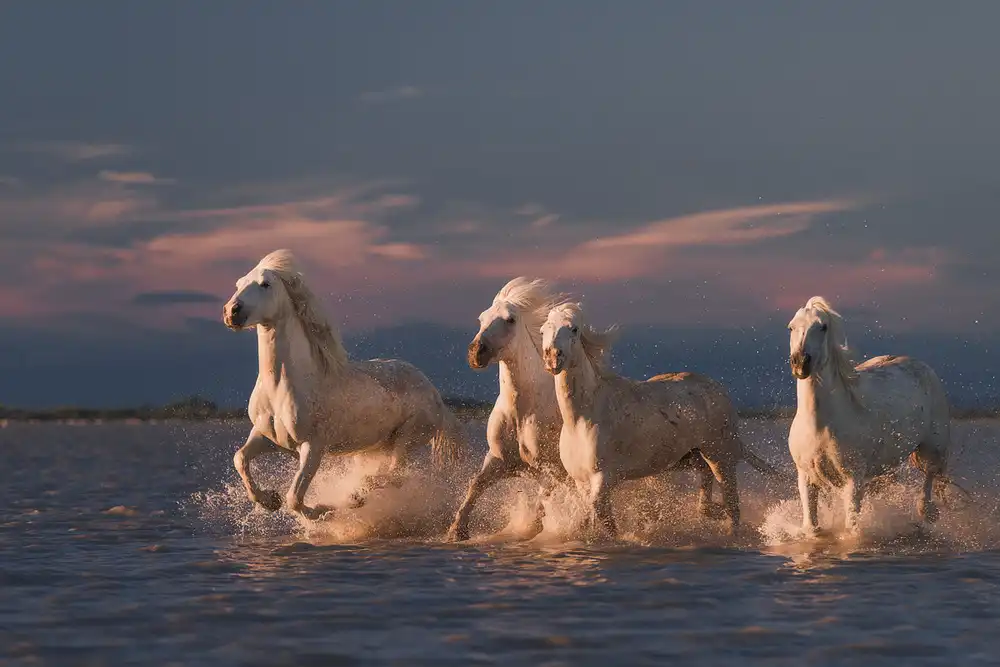 Anton, Rostovskiy: Andělé z Camargue