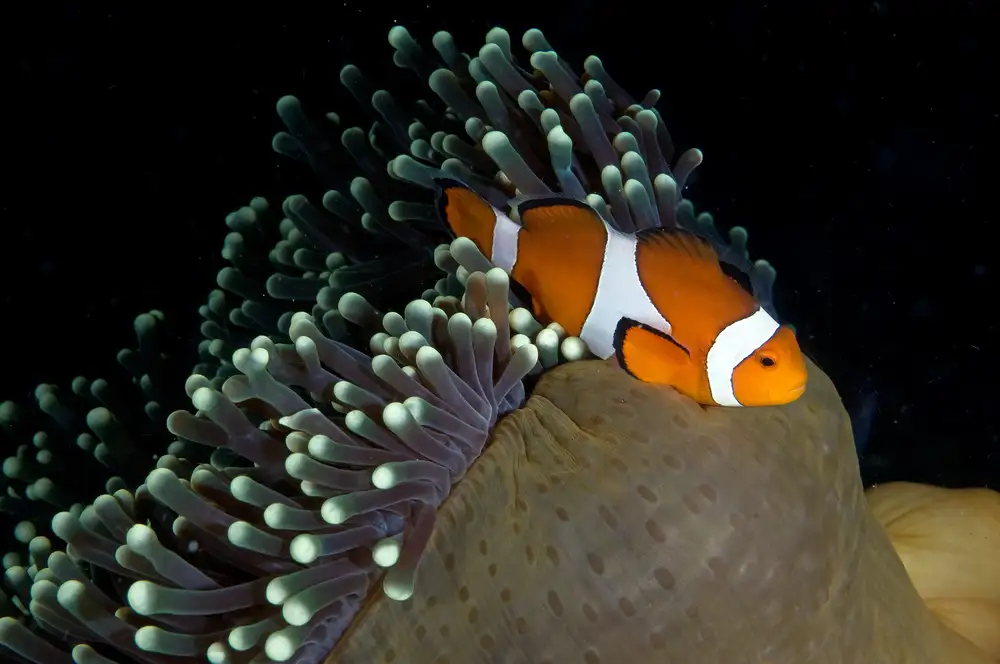 Tov, Ben Ilan: Clownfish