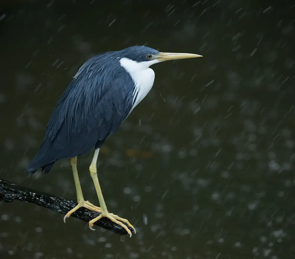 Hammer, Jacqueline: Heron in a Shower