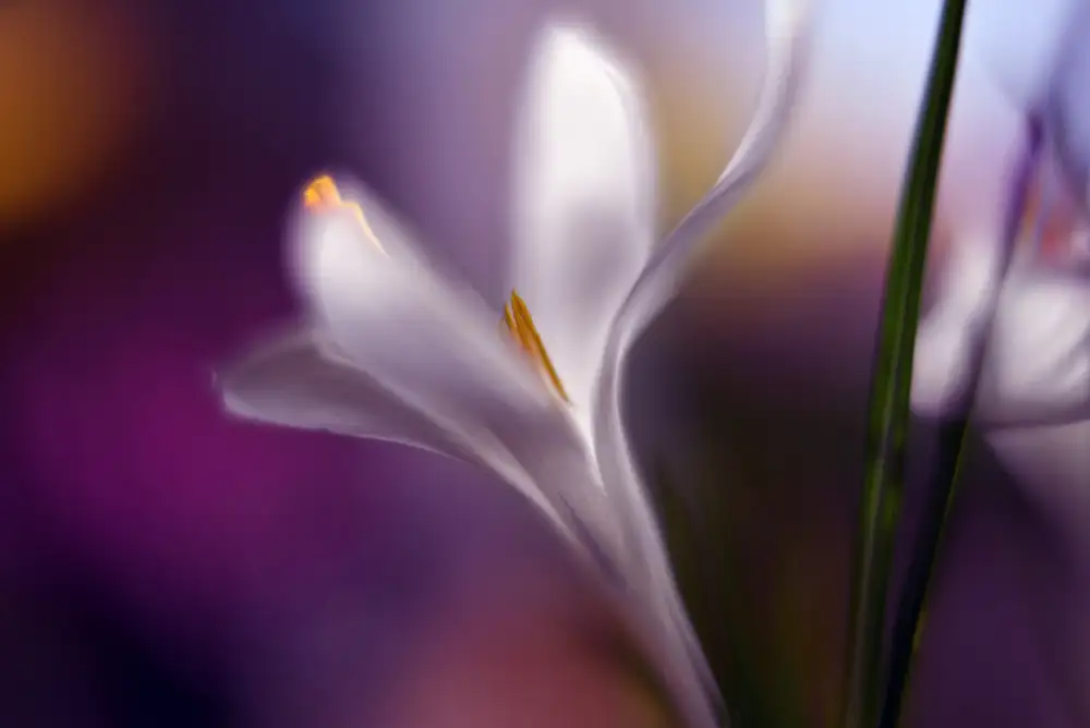 Westum, Heidi: Midnight crocus