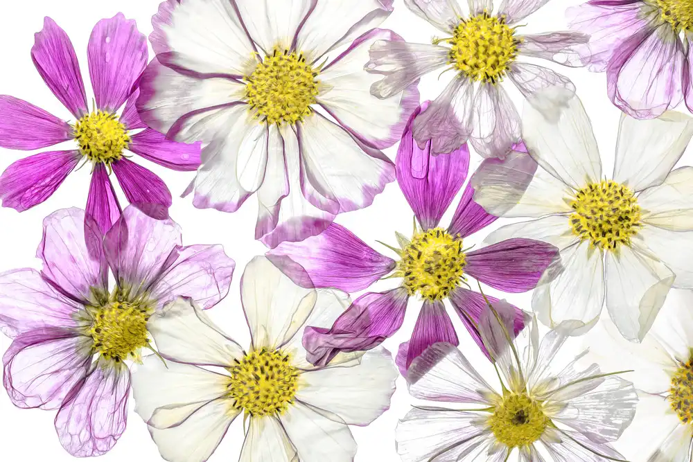 Disher, Mandy: Keeping Summer