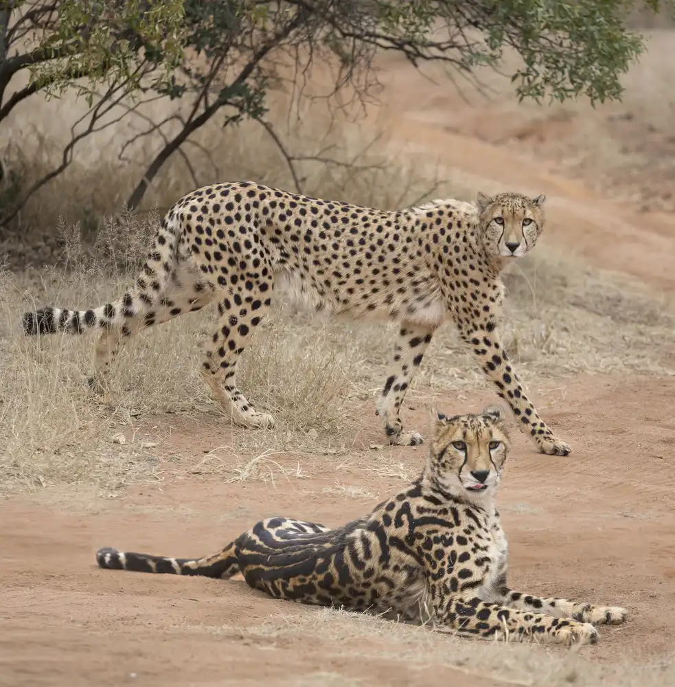 Barsh, Greg: Spots and stripes