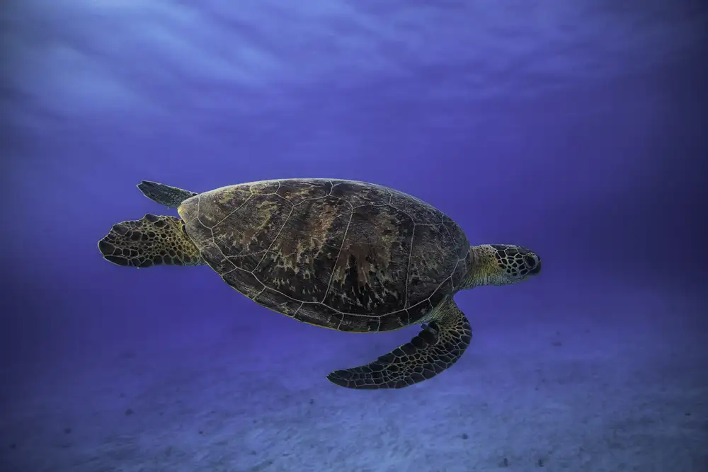 Gabriel, Barathieu: Tortue verte dans le bleu