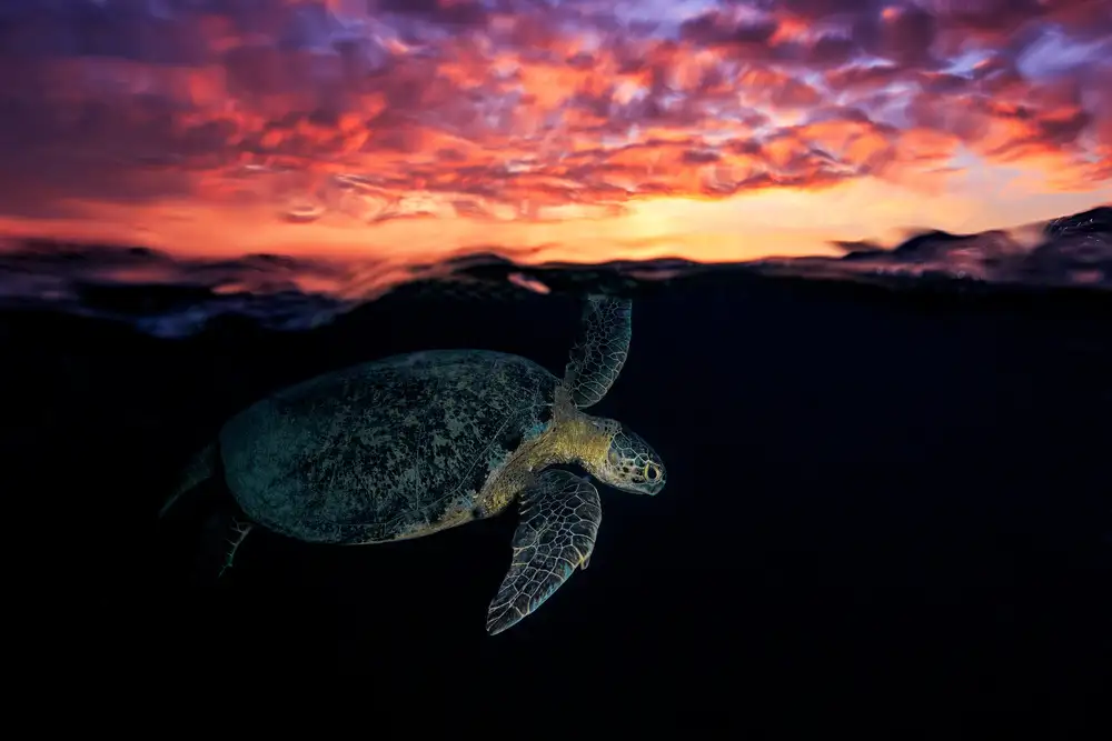 Gabriel, Barathieu: Tortue au coucher du soleil