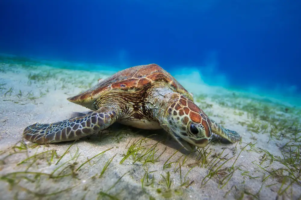 Gabriel, Barathieu: Tortue verte