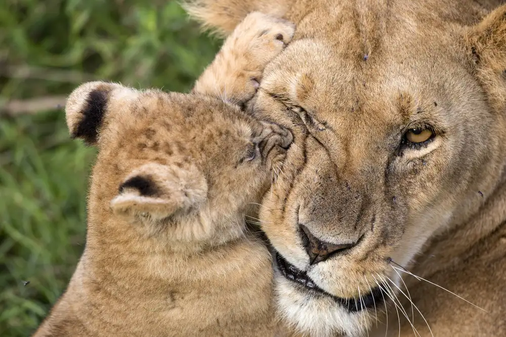 Catta, Alessandro: Amore materno