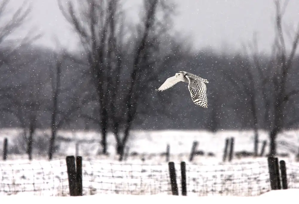 Cumming, Jim: Snowy Owl flying through the snow