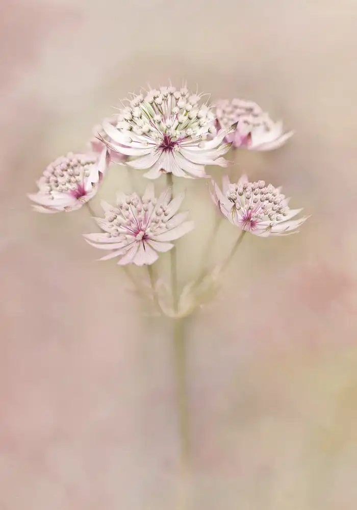 Zaane, van Alida: Astrantia