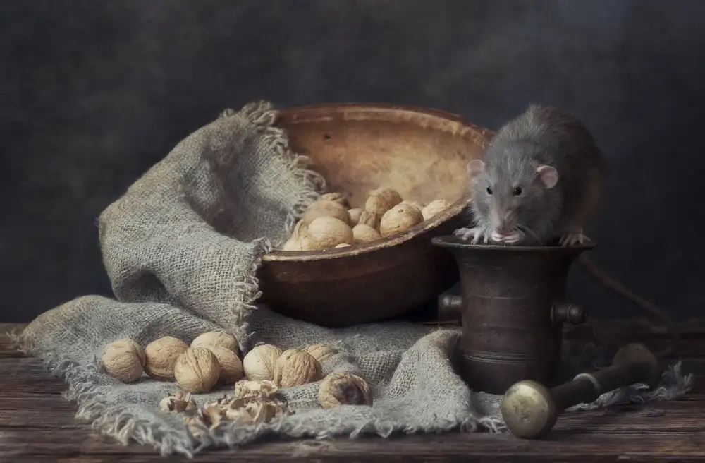 Grigorjeva, Eleonora: The Walnuts